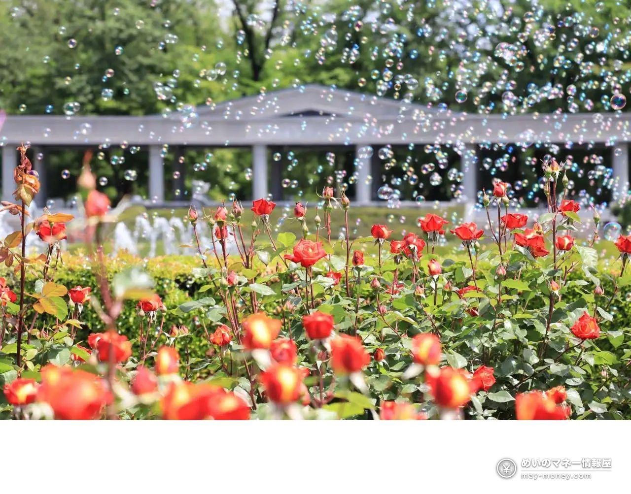 Soap bubbles floating over red and orange roses in front of a fountain