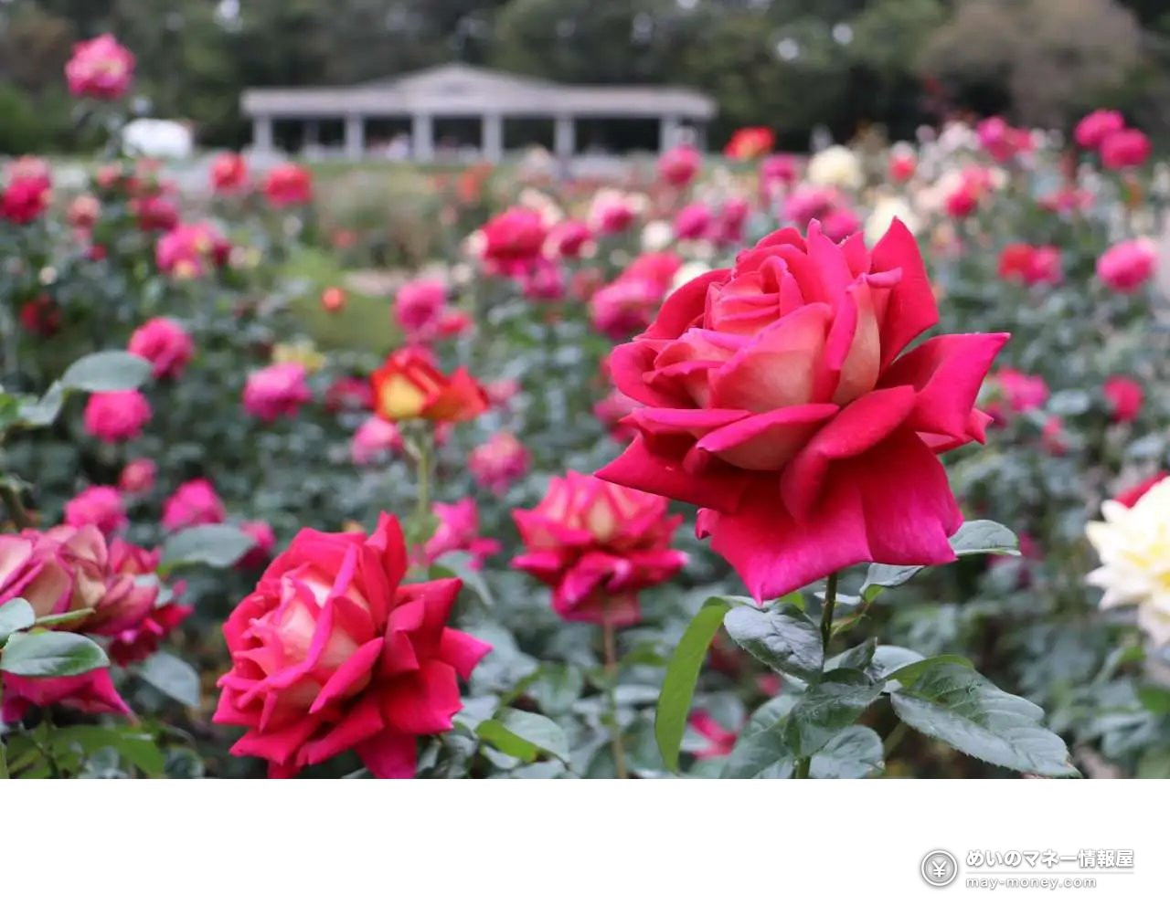 Red and pink roses in the rose garden at Jindai Botanical Gardens with a pavilion behind