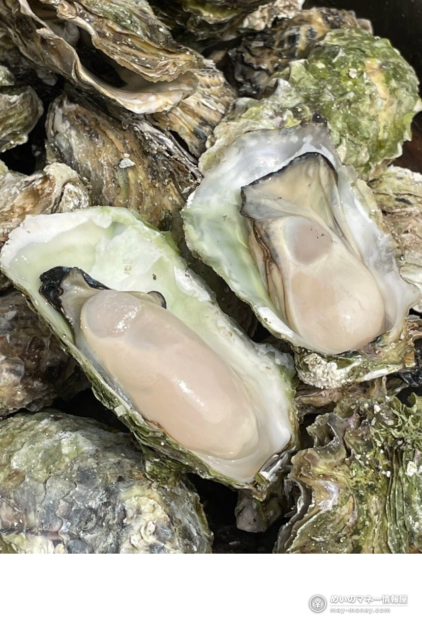 堆叠的带壳牡蛎照片