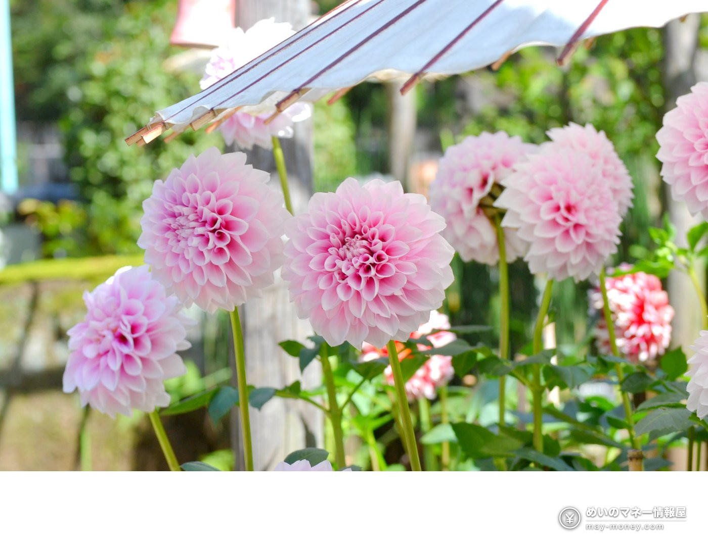 上野东照宫牡丹苑「ダリア綾なす秋の園」|120种大丽花・门票800日元与观赏攻略 5 和伞下并排的粉色大丽花