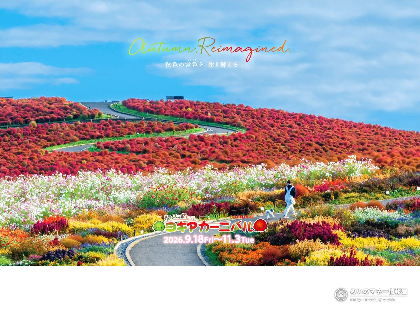 ひたち海浜公园的Kochia山丘与秋季花田，游客在其间散步