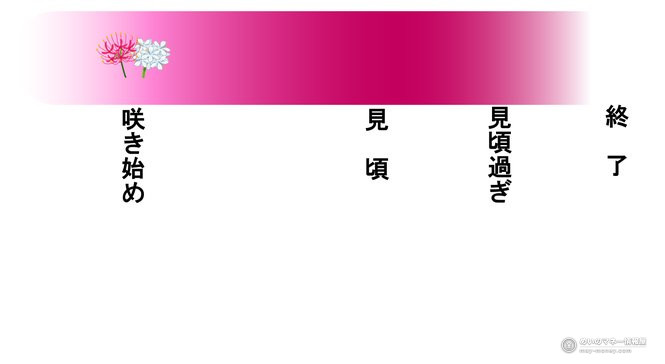 府中曼珠沙華祭|约40万株彼岸花,9月19日~10月4日开园赏花指南 2 表示彼岸花开花阶段的渐变对照图