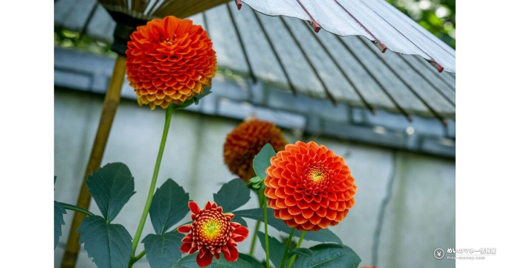Ueno Toshogu Dahlia Garden: 120 Varieties for ¥800, to Nov 3 2 上野東照宮ぼたん苑の秋ダリア展|120種200株と和傘の庭
