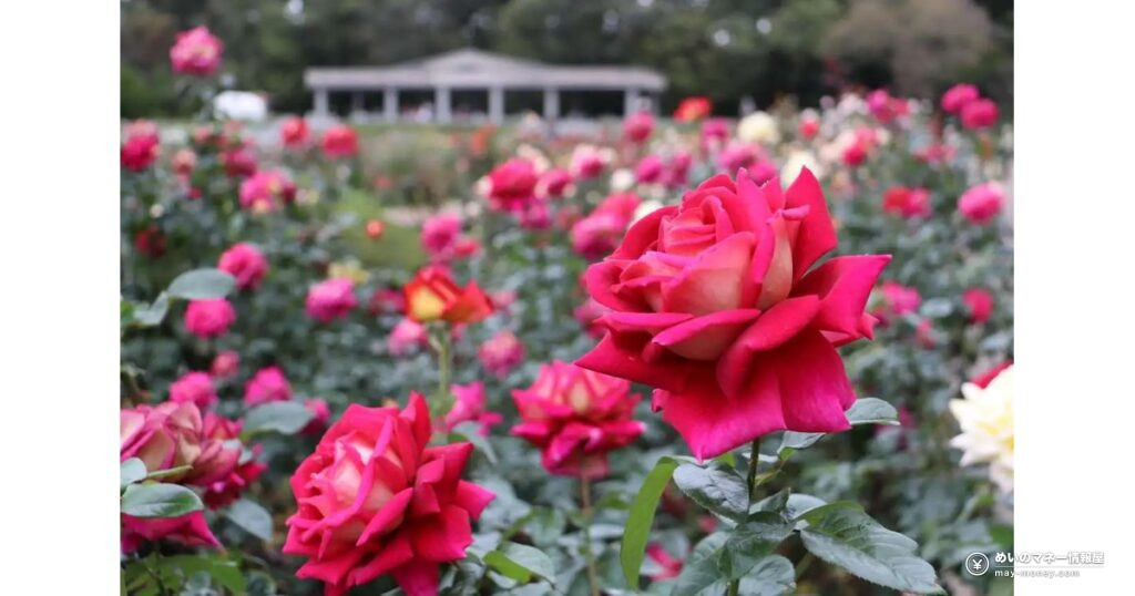 神代植物公園「秋のバラフェスタ」10/6〜11/23｜約400種類の秋バラと入園料、朝8時開園の日
