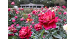 神代植物公園「秋のバラフェスタ」10/6〜11/23｜約400種類の秋バラと入園料、朝8時開園の日