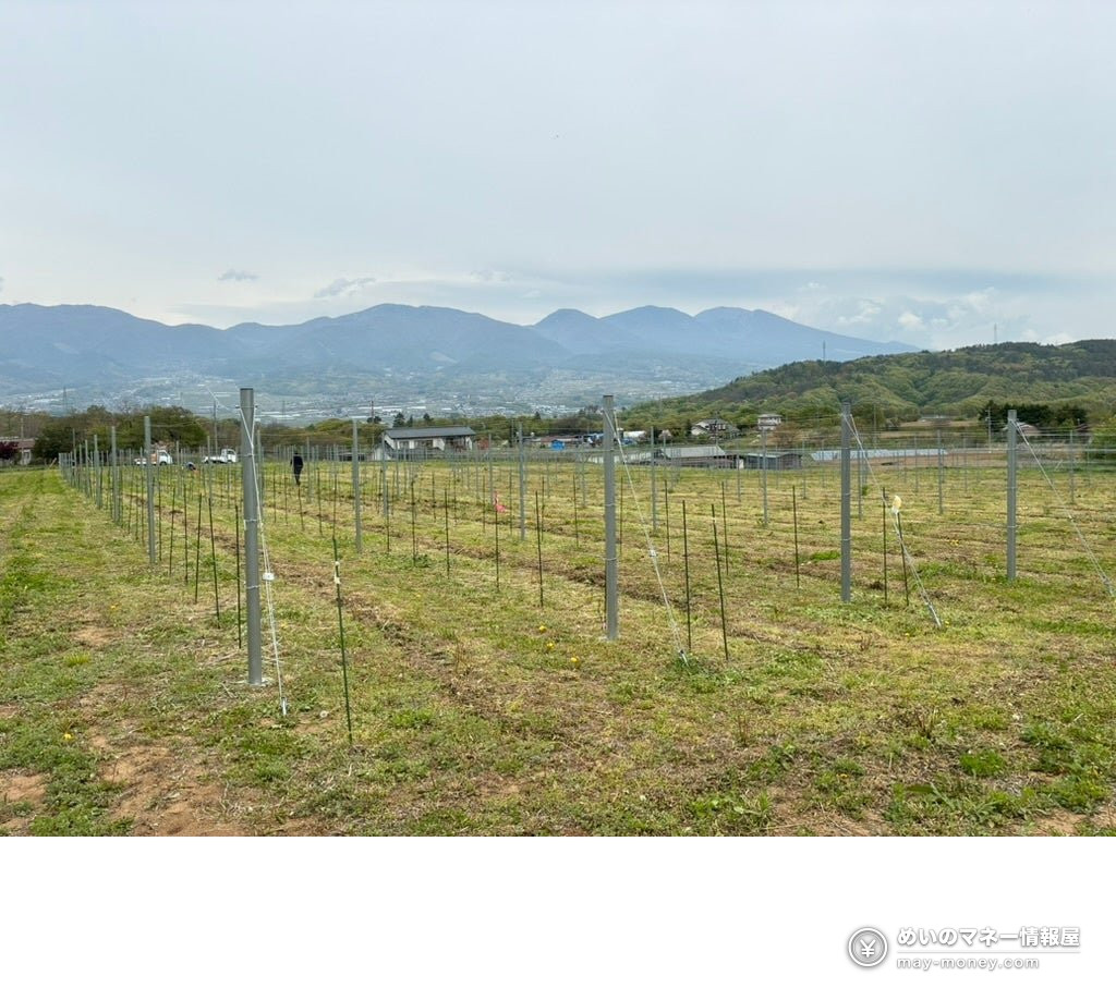 長野県東御市にあるJVAの原木園。山並みを背景に支柱と苗木が並ぶ