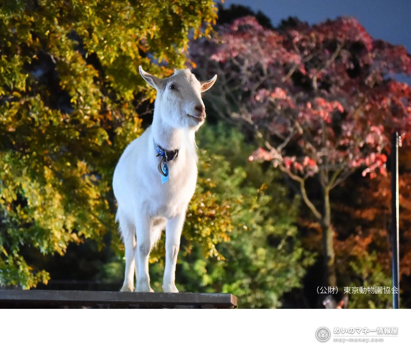 Inokashira Park Zoo Open Until 8 PM on 7–8 November: Evening Programmes, Hours and Food 5 A white goat with a collar standing on a platform in front of autumn leaves