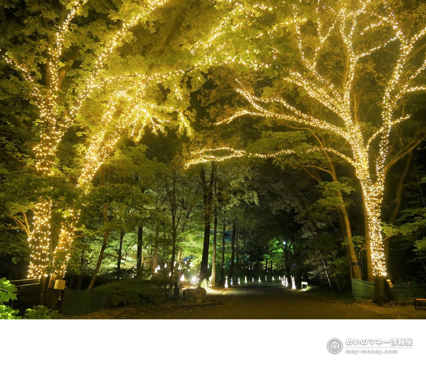 Trees wrapped in string lights along a path through the park at night