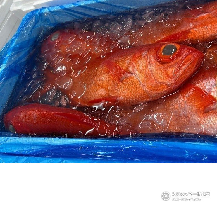 装在冰水和箱子里的千叶品牌水产「銚子つりきんめ」红色金目鲷