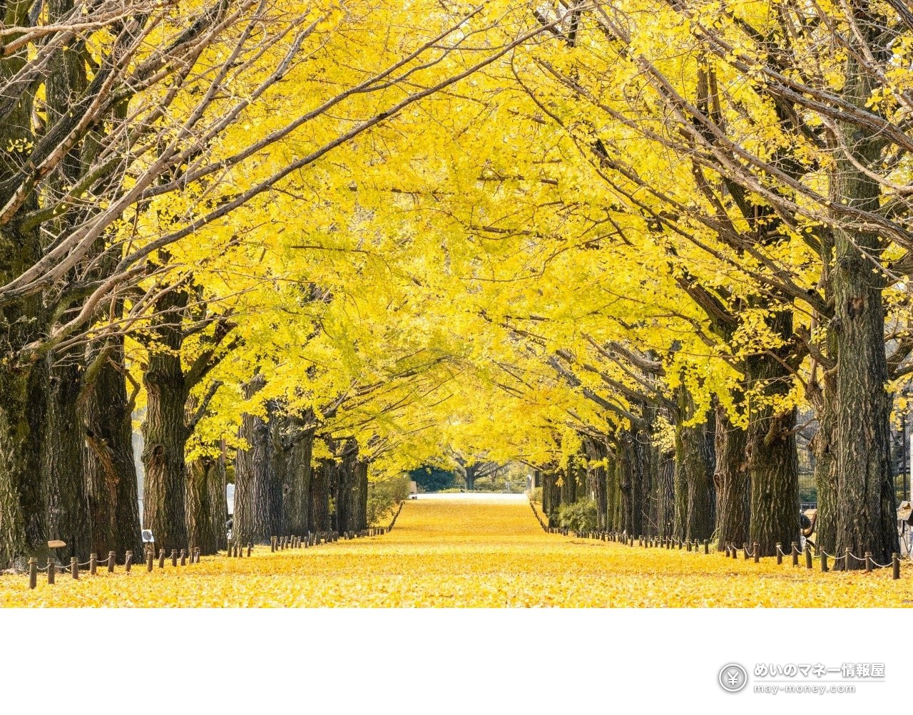 Showa Kinen Park Autumn Leaves Festival & Night Walk: Dates, Fees, Peak Times 4 A path lined with yellow ginkgo trees and covered in fallen yellow leaves