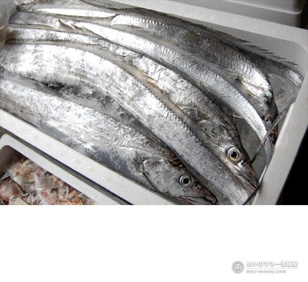 Kakujou Gyorui’s Kumamoto Seafood Fair in Koshigaya 8 Long silver fish stacked in a seafood box