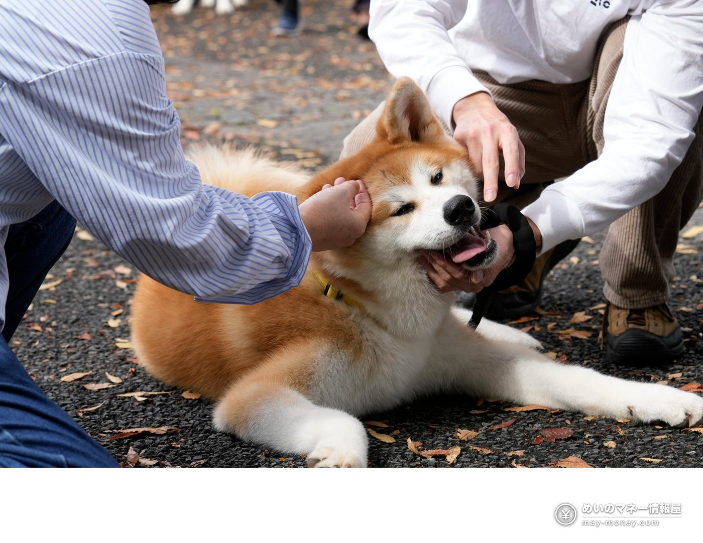Furusato Shibuya Festival at Yoyogi Park: Free Entry, Akita Dogs, Ponies and 130 Tents (Nov 7–8) 6 A brown and white dog that looks like an Akita being petted on the ground