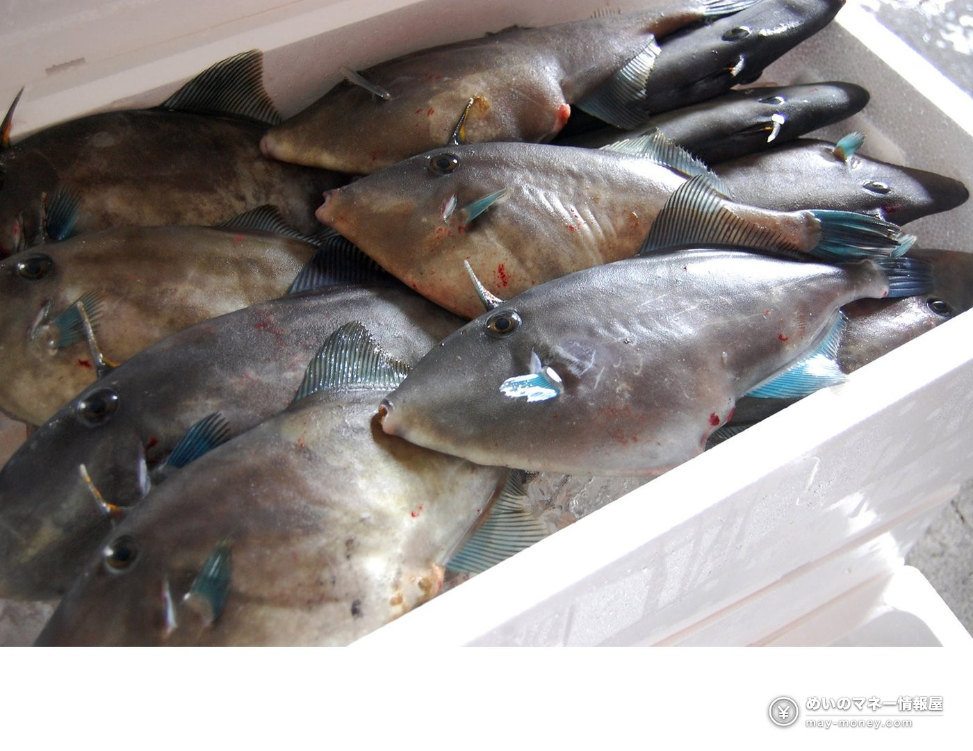 発泡スチロールの箱に並んだ魚