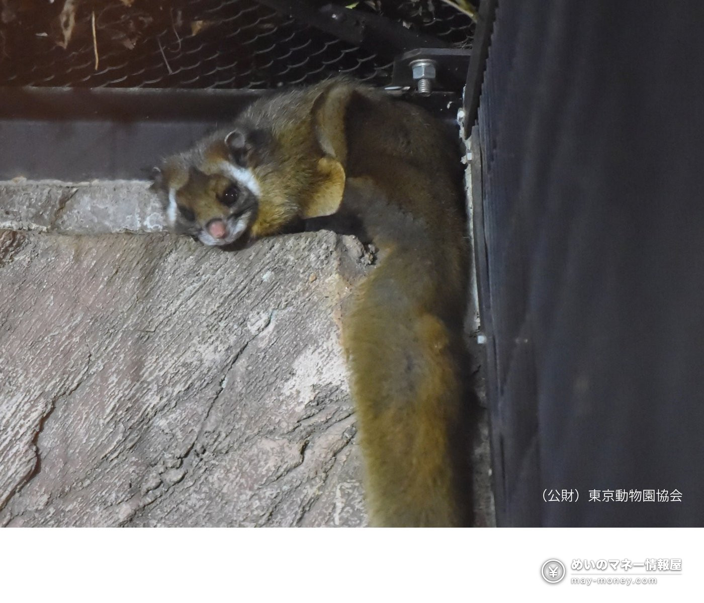 Inokashira Park Zoo Open Until 8 PM on 7–8 November: Evening Programmes, Hours and Food 4 A flying squirrel with a bushy tail peeking out from a rock at night