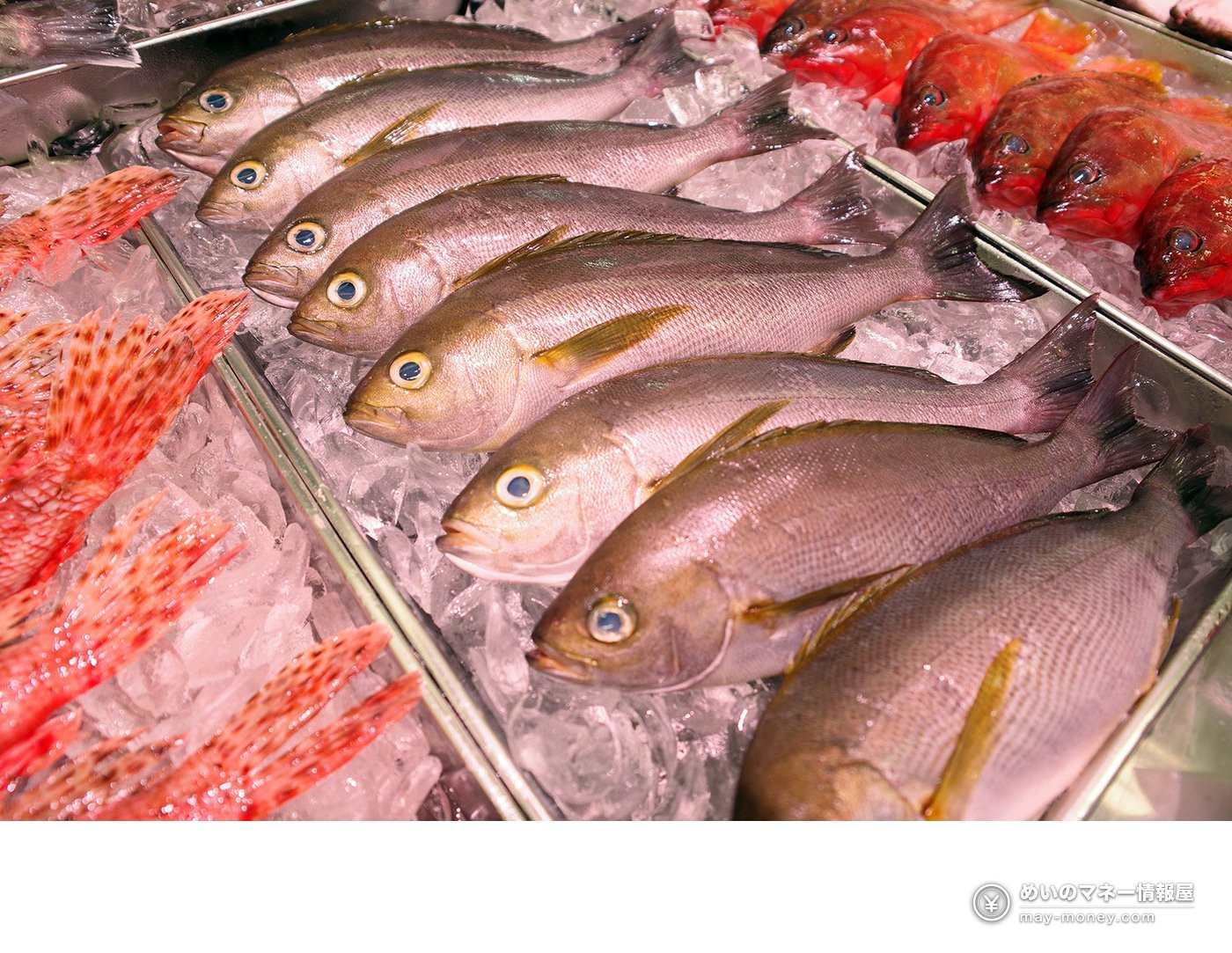 Kakujou Gyorui’s Kumamoto Seafood Fair in Koshigaya 6 Rows of fish on ice with red fish around the edges