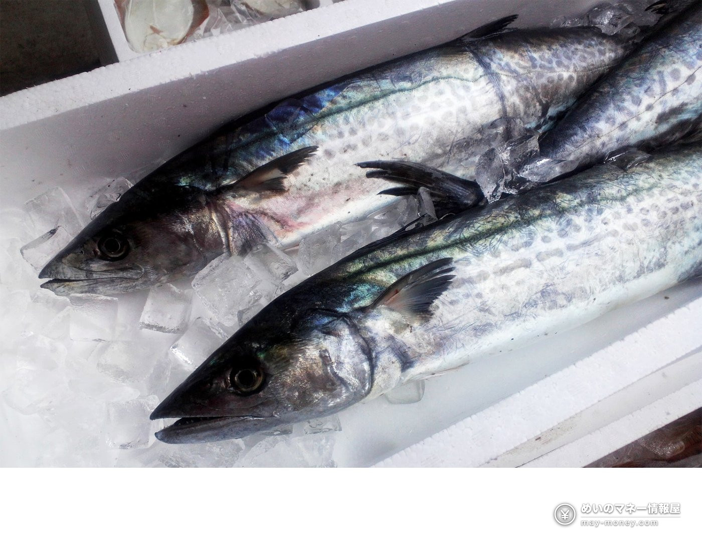 氷を入れた箱に並ぶ細長い銀色の魚2尾