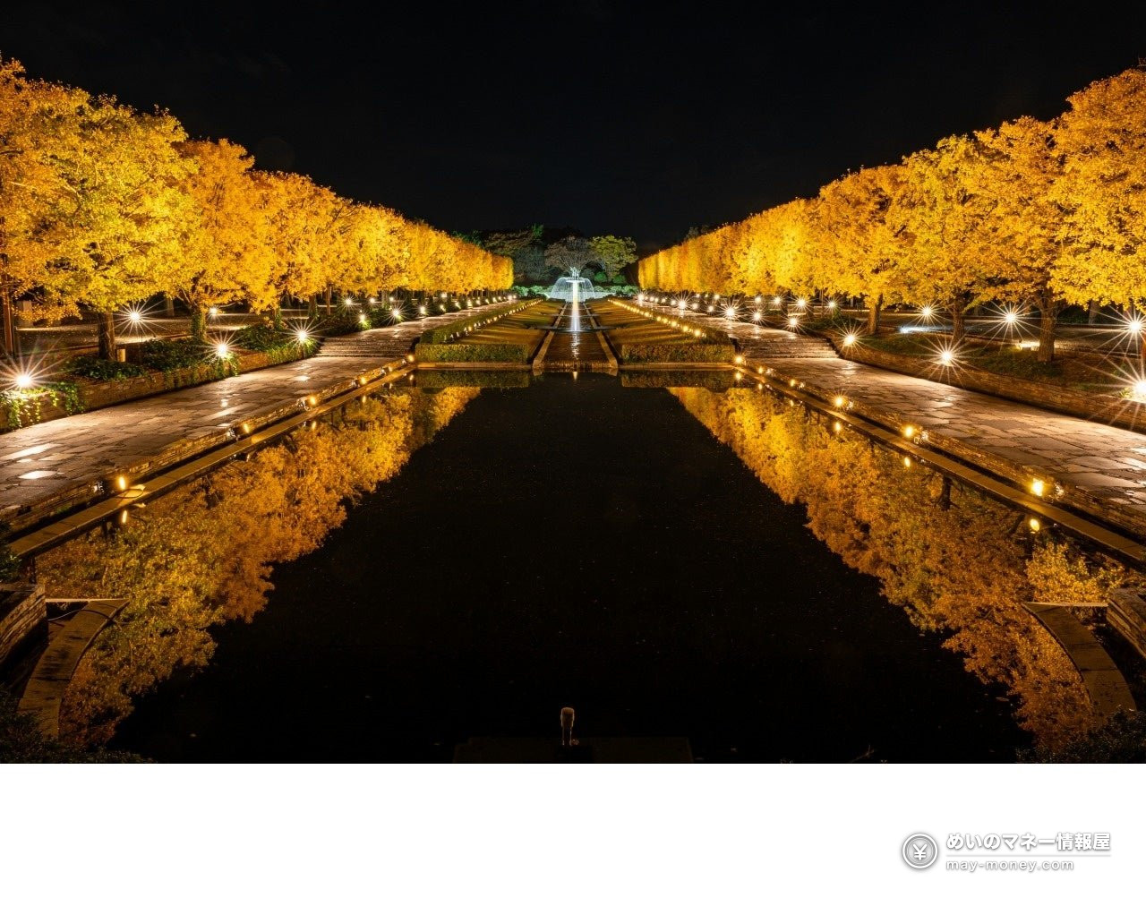 Showa Kinen Park Autumn Leaves Festival & Night Walk: Dates, Fees, Peak Times 2 Illuminated yellow ginkgo trees and a fountain reflected in the water at night