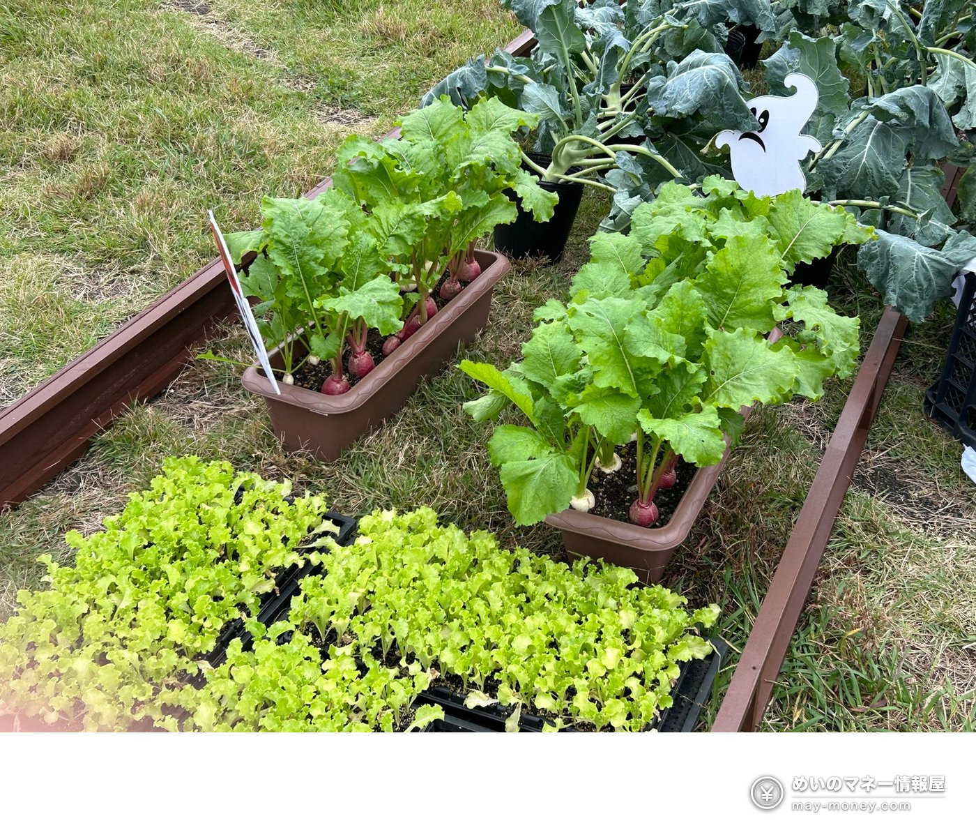 Taste of Tokyo 2026: Tokyo-Grown Food Festival in Marunouchi, Hibiya and Toyosu (Oct 23–25) 6 Vegetable seedlings such as turnips and lettuce growing in planters