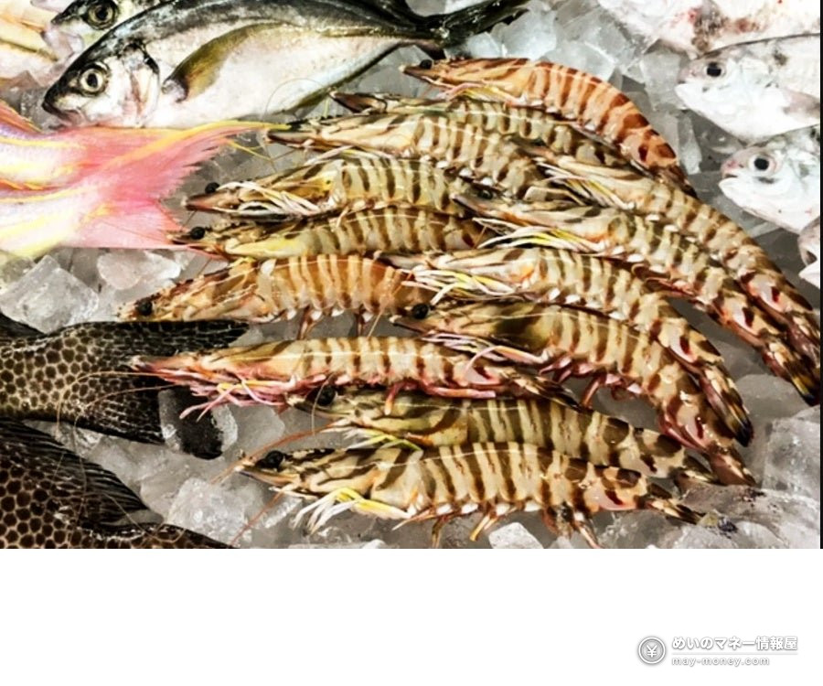 Kakujou Gyorui’s Kumamoto Seafood Fair in Koshigaya 4 Striped prawns and fish displayed on ice