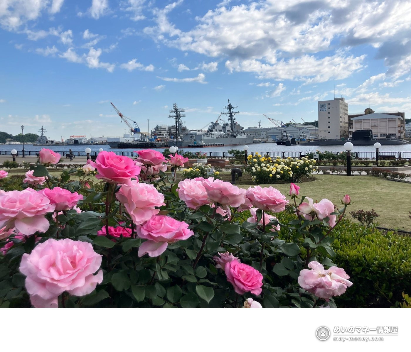 Yokosuka Umeshu Festival: Tickets, Tastings and RPG 6 Pink roses blooming in Verny Park with ships visible across the harbor