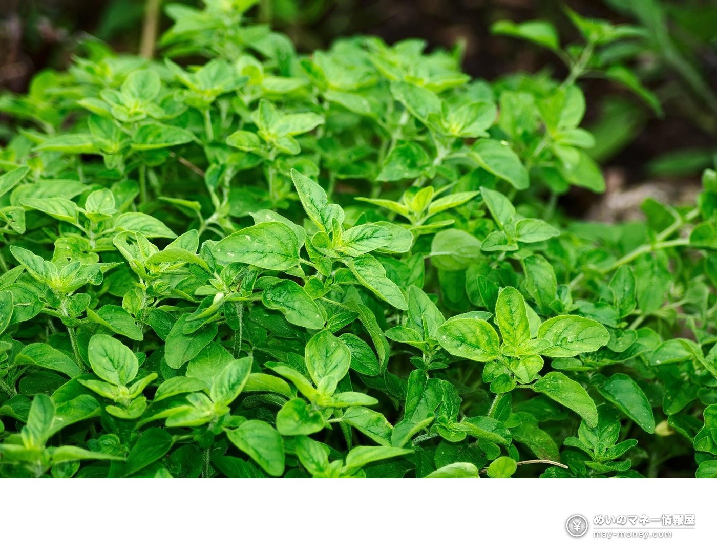 Close-up of leafy green herbs