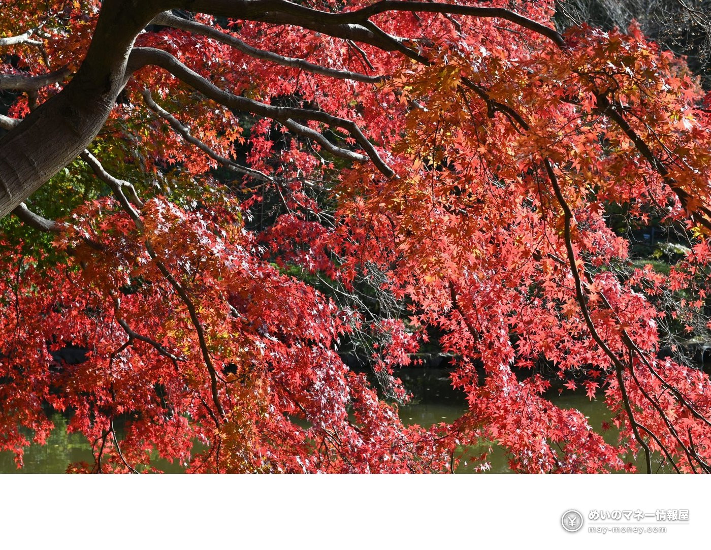 池の上に枝を広げる真っ赤に色づいたカエデ