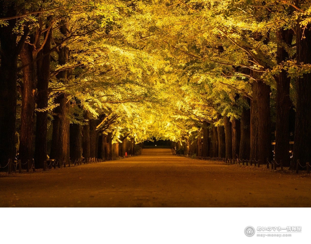 Showa Kinen Park Autumn Leaves Festival & Night Walk: Dates, Fees, Peak Times 5 Ginkgo avenue path illuminated at night