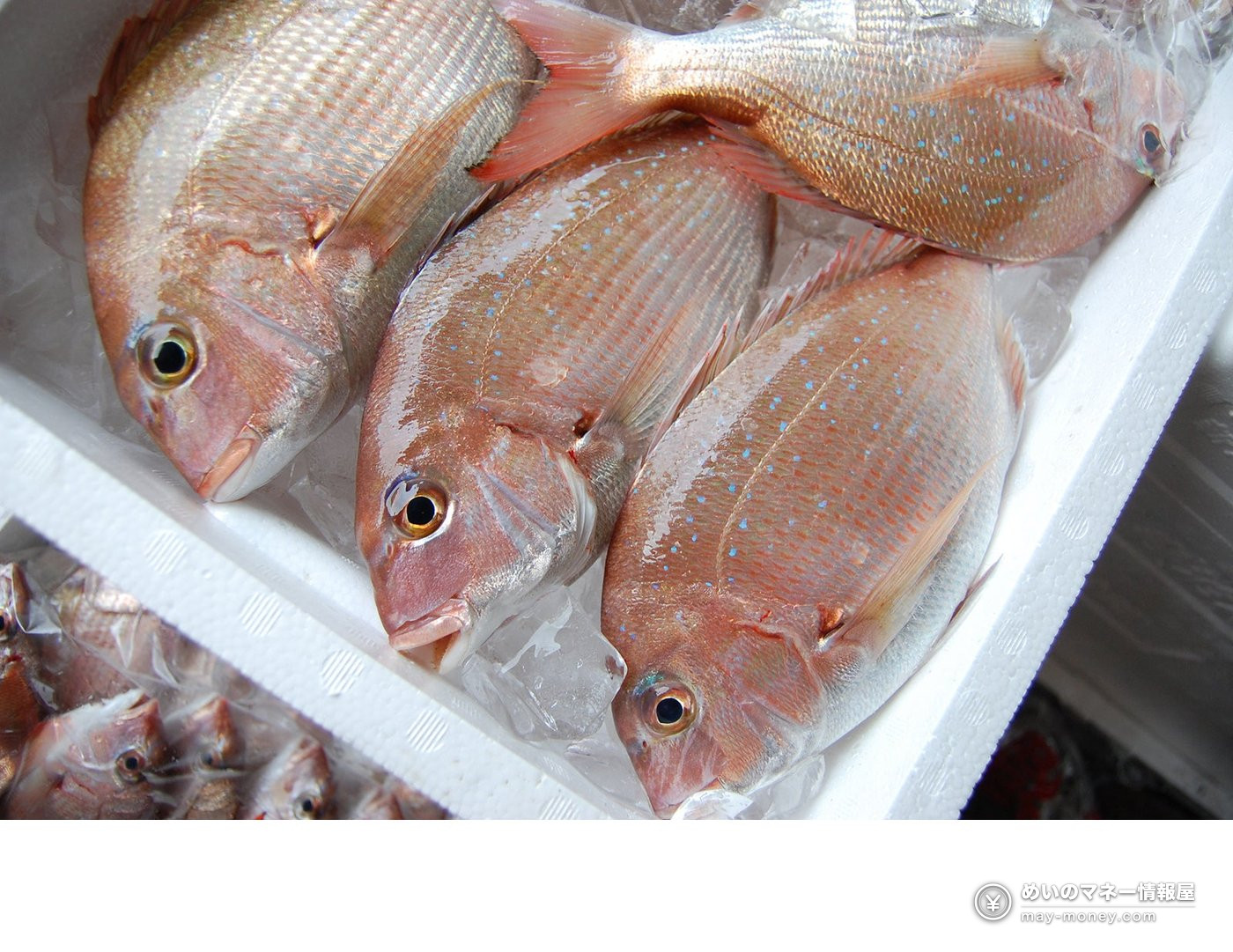 Kakujou Gyorui’s Kumamoto Seafood Fair in Koshigaya 2 Reddish fish arranged on ice in a seafood box