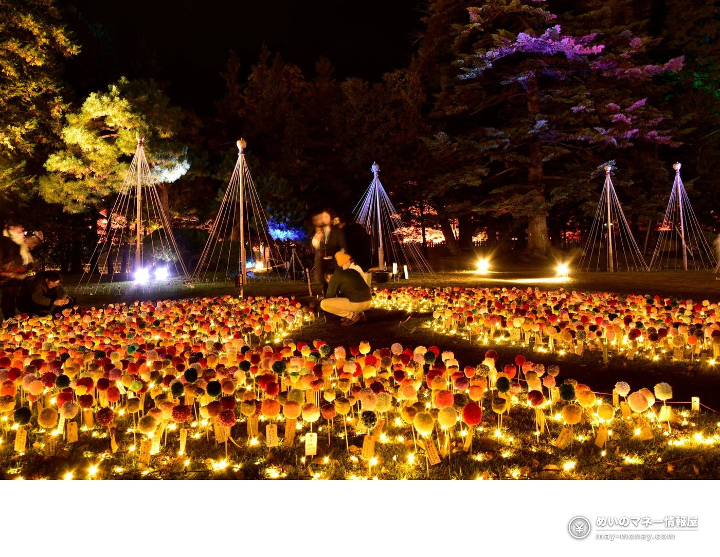 弘前城菊と紅葉まつり|入園料・ライトアップ・観光舟 5 夜のあかりに照らされたぽんぽんマムの庭と雪吊りの造形