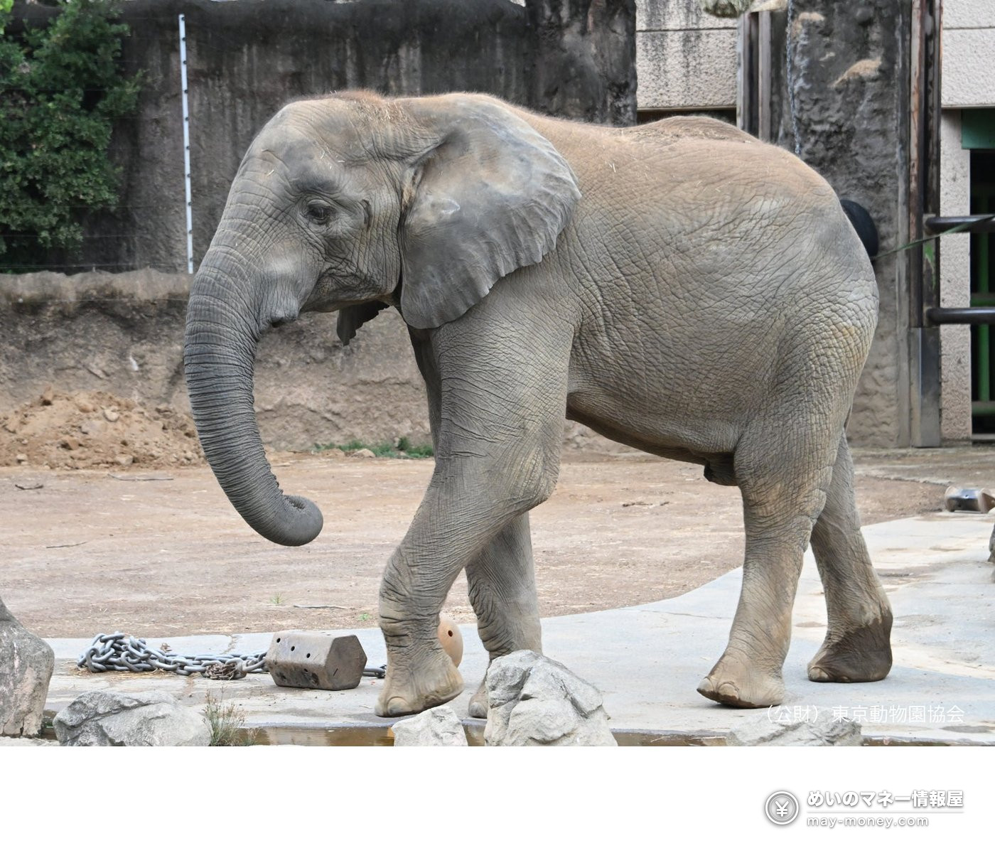 放飼場を歩くアフリカゾウ
