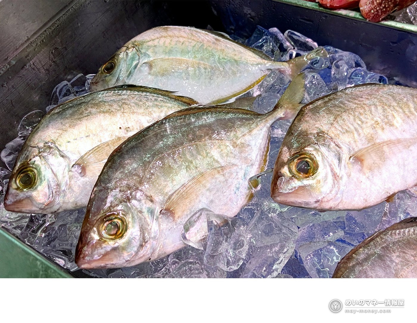 Kakujou Gyorui’s Kumamoto Seafood Fair in Koshigaya 5 Flat silver fish displayed together on ice