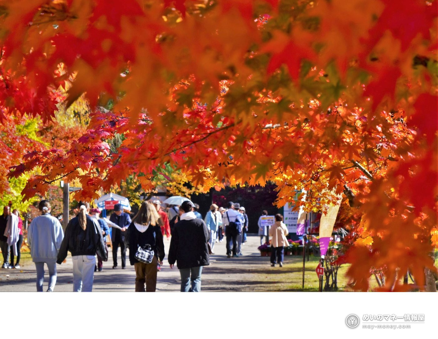 弘前城菊と紅葉まつり|入園料・ライトアップ・観光舟 1 色づいた木々の下で散策を楽しむ弘前公園の来園者