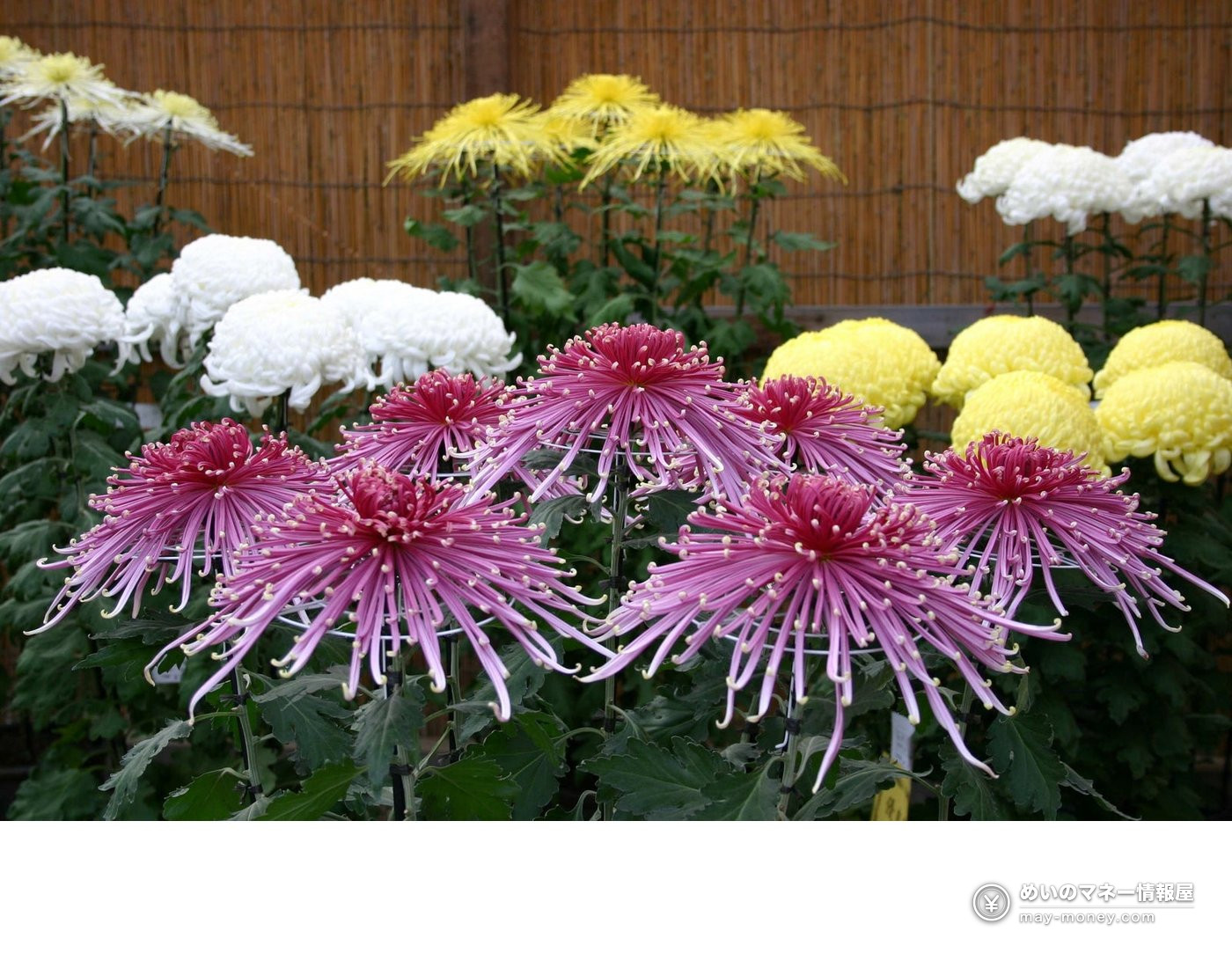 Rows of pink, white and yellow chrysanthemums on display