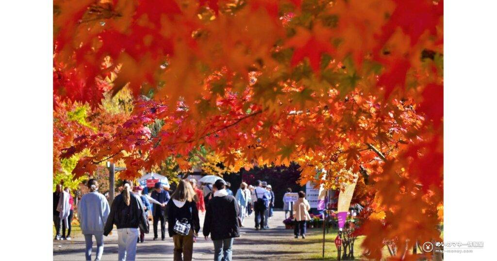 弘前城菊と紅葉まつり｜見どころ・入園料・夜の楽しみ方