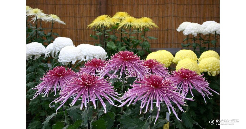 横浜・三溪園の菊花展｜約240点の大菊・江戸菊と名人トーク（10/31〜11/23）